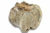 Hadrosaur (Edmontosaurus) Caudal Vertebra Centrum - Montana #324153-1